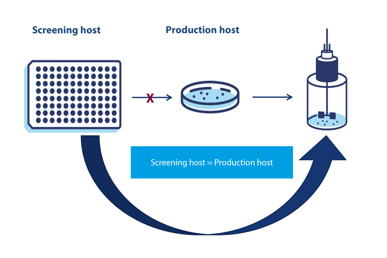 Breakthrough for faster and more efficient enzyme production in Bacillus